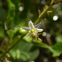 Dianella ensifolia (L.) Redouté